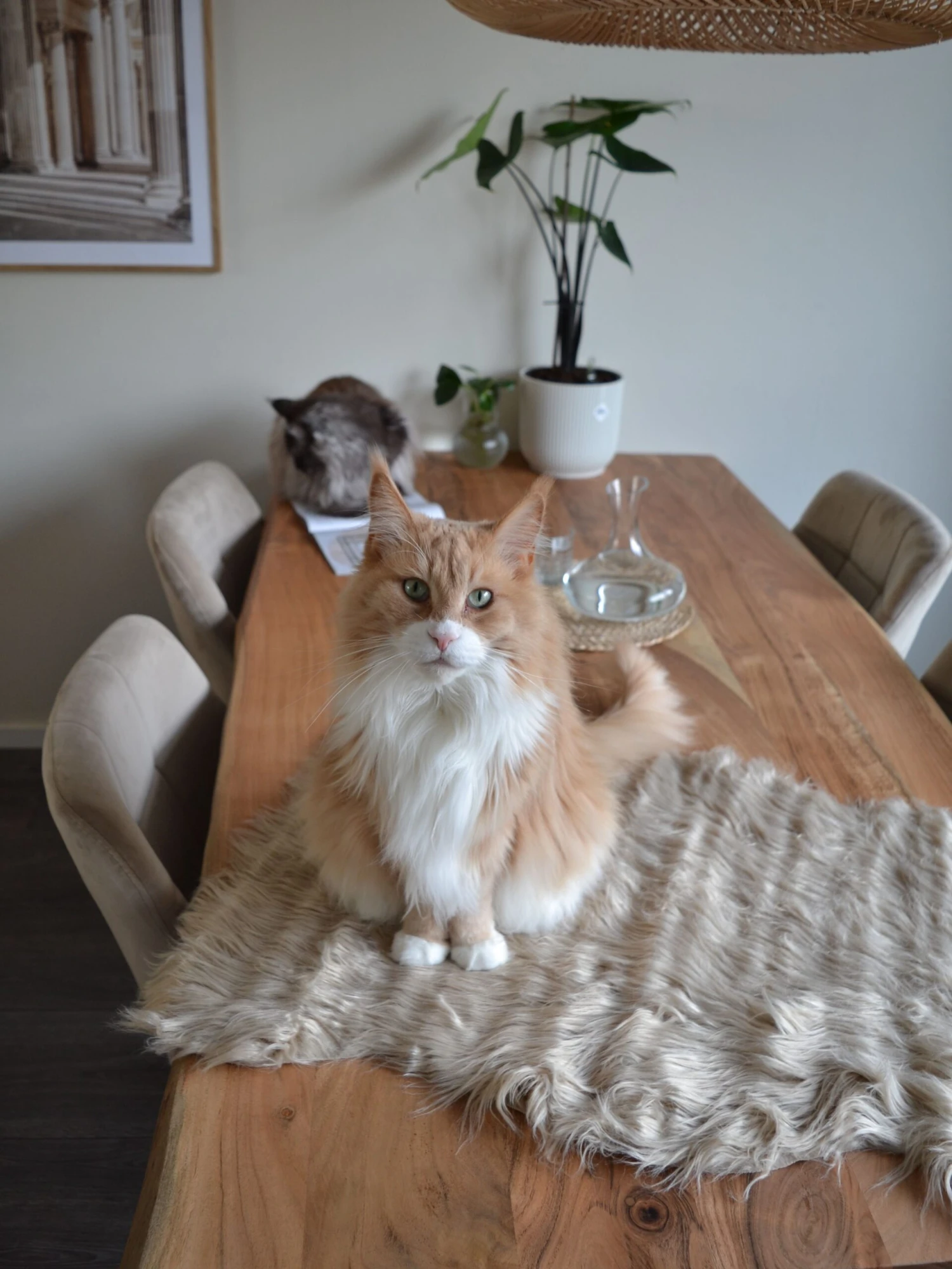 Tekotalja Beige MUNGO - Image 4